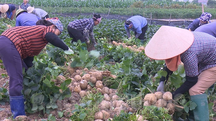Nông dân Kim Thành thu lãi cao từ củ đậu